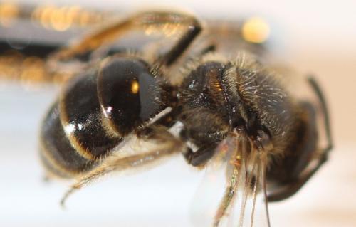 Evylaeus sp.